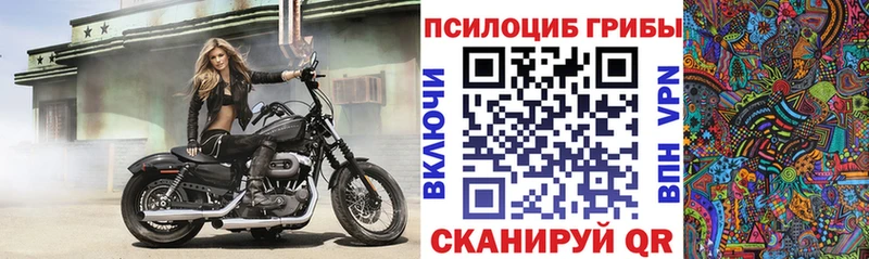 Купить  Шилка  Псилоцибиновые грибы GOLDEN TEACHER 